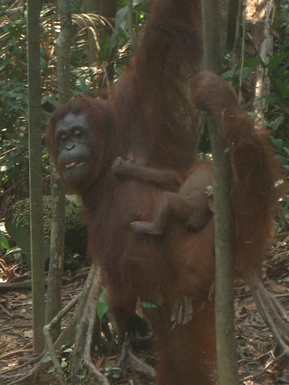 Marco Pascual en Borneo