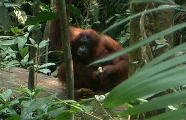 Marco Pascual en Borneo