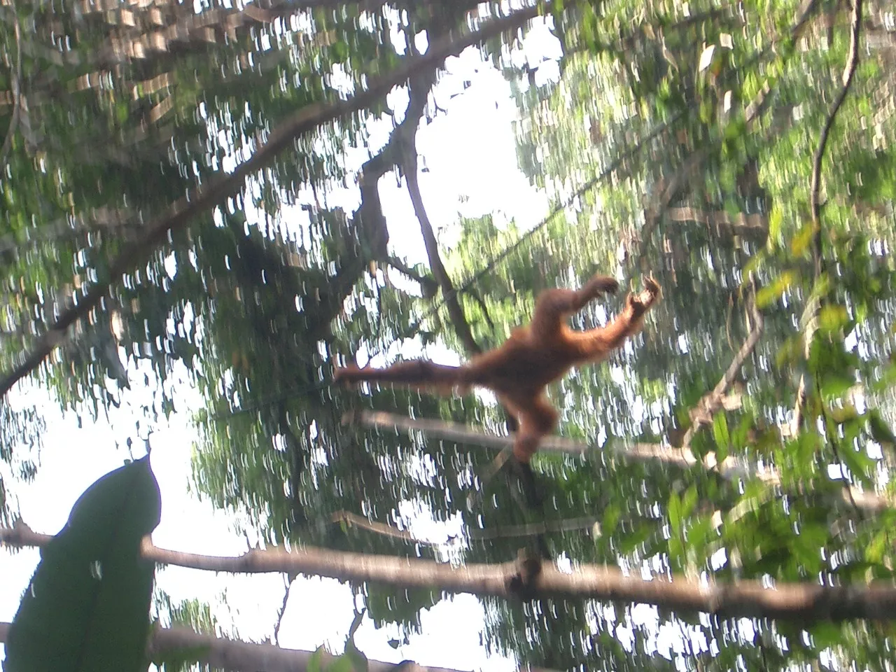 Marco Pascual en Borneo