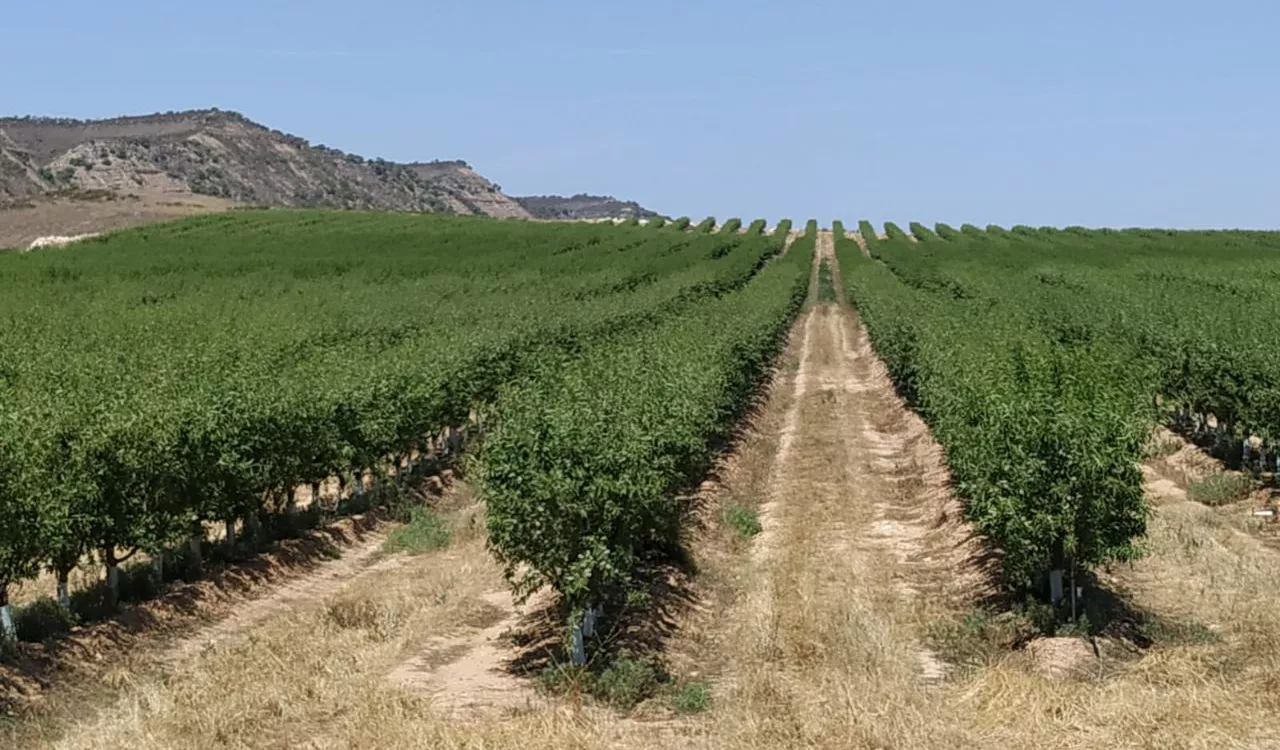 Almendro en seto en Ontiñena. 