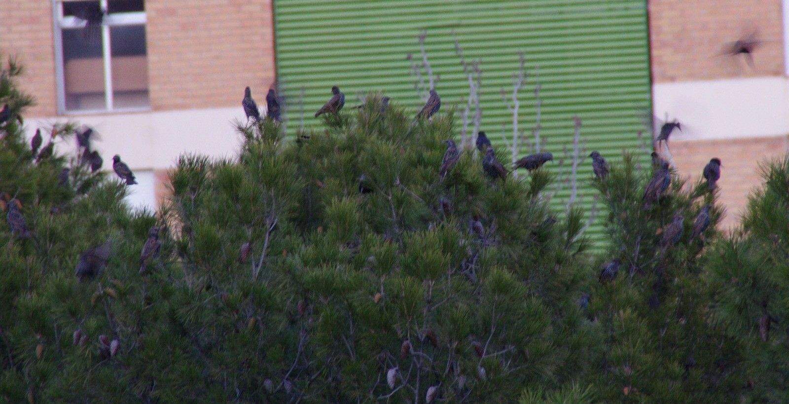 Estorninos en el Parque San Martín