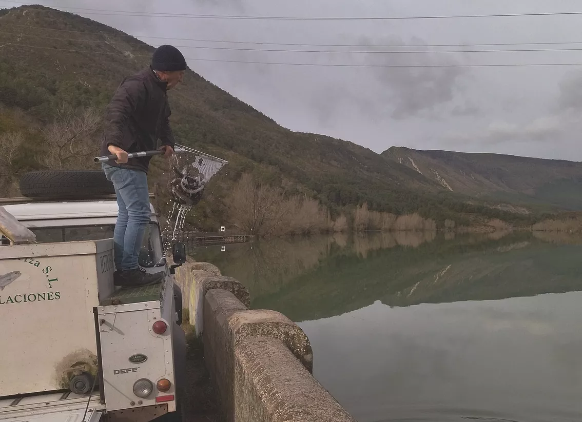 Suelta de truchas en Arguis.