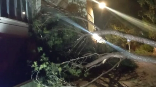 Dos árboles se desplomaron en el entorno del Hospital Provincial. Dos árboles se desplomaron en el entorno del Hospital Provincial.