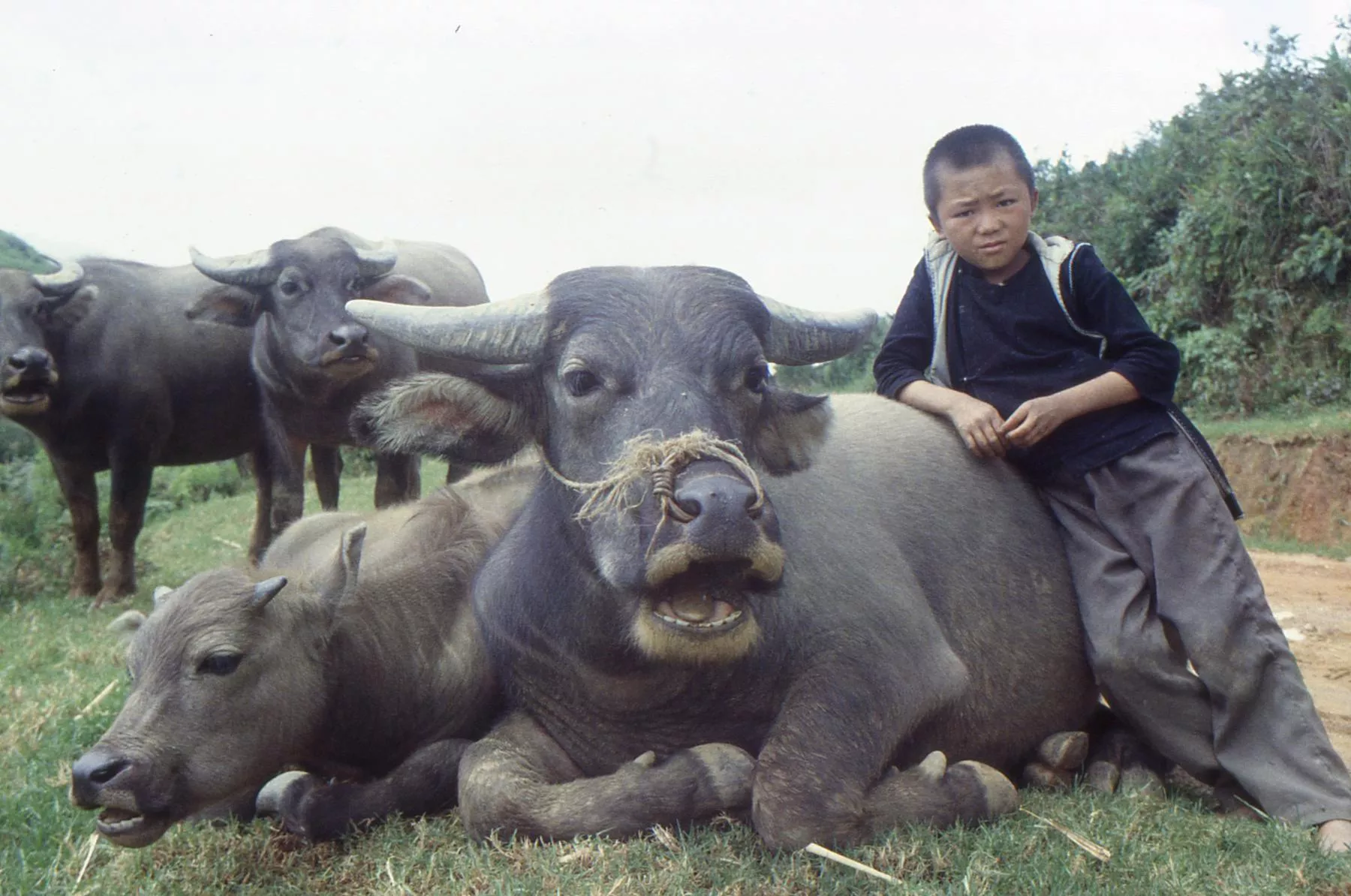 Marco Pascual en Vietnam, buscando esposa