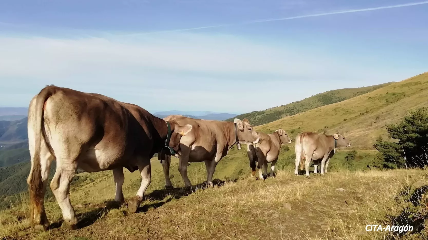 La Finca Experimental La Garcipollera del Cita será explotación centinela de la evolución de la EHE.