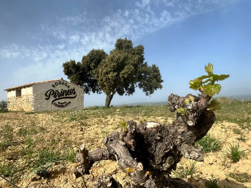 Viñedo El Mon con la brotación de Moristel y distintivo de David Gatta