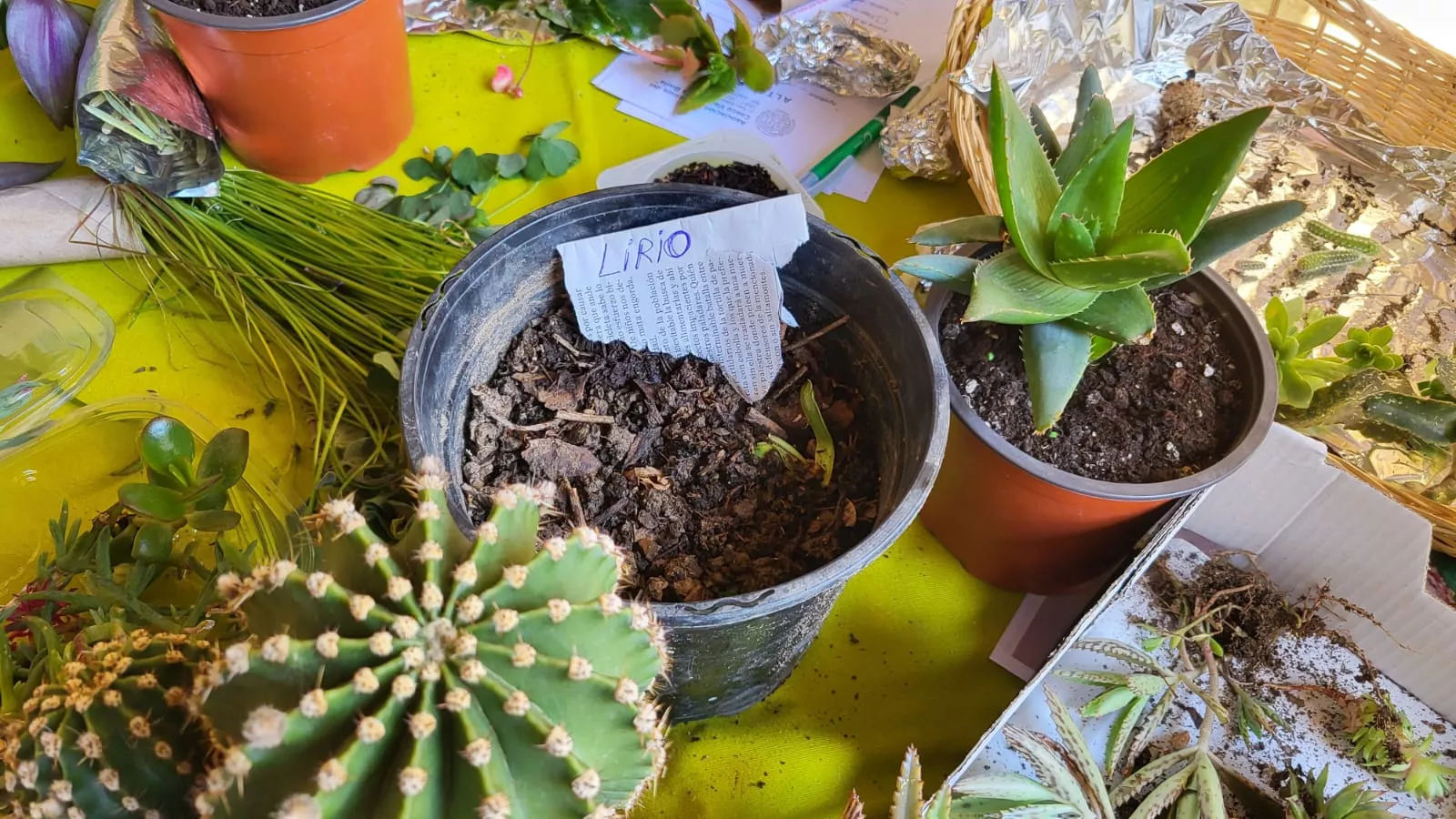 Intercambio de semillas, esquejes y plantas en La Malena