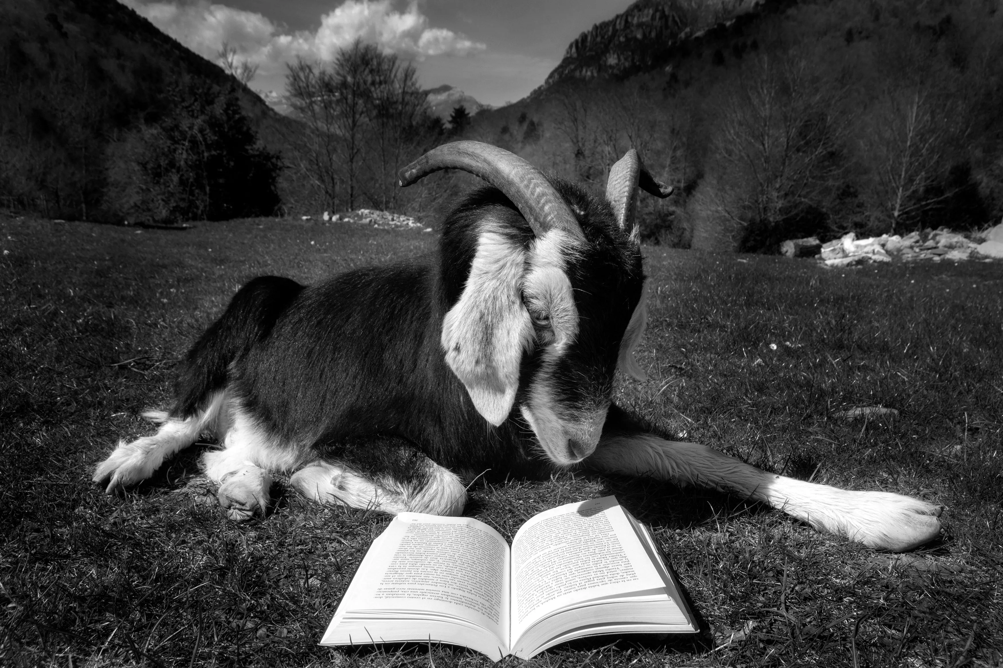 'Sobra inteligencia artificial, volvamos a nuestra inteligencia animal', fotografía del certamen del año pasado.