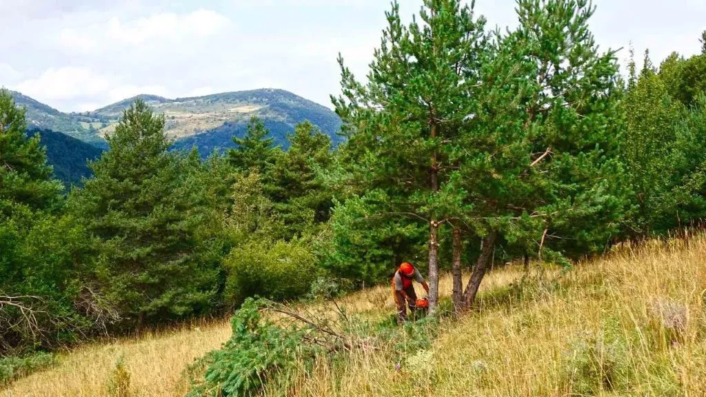 La gestión forestal, clave del proyecto Bio For Piri