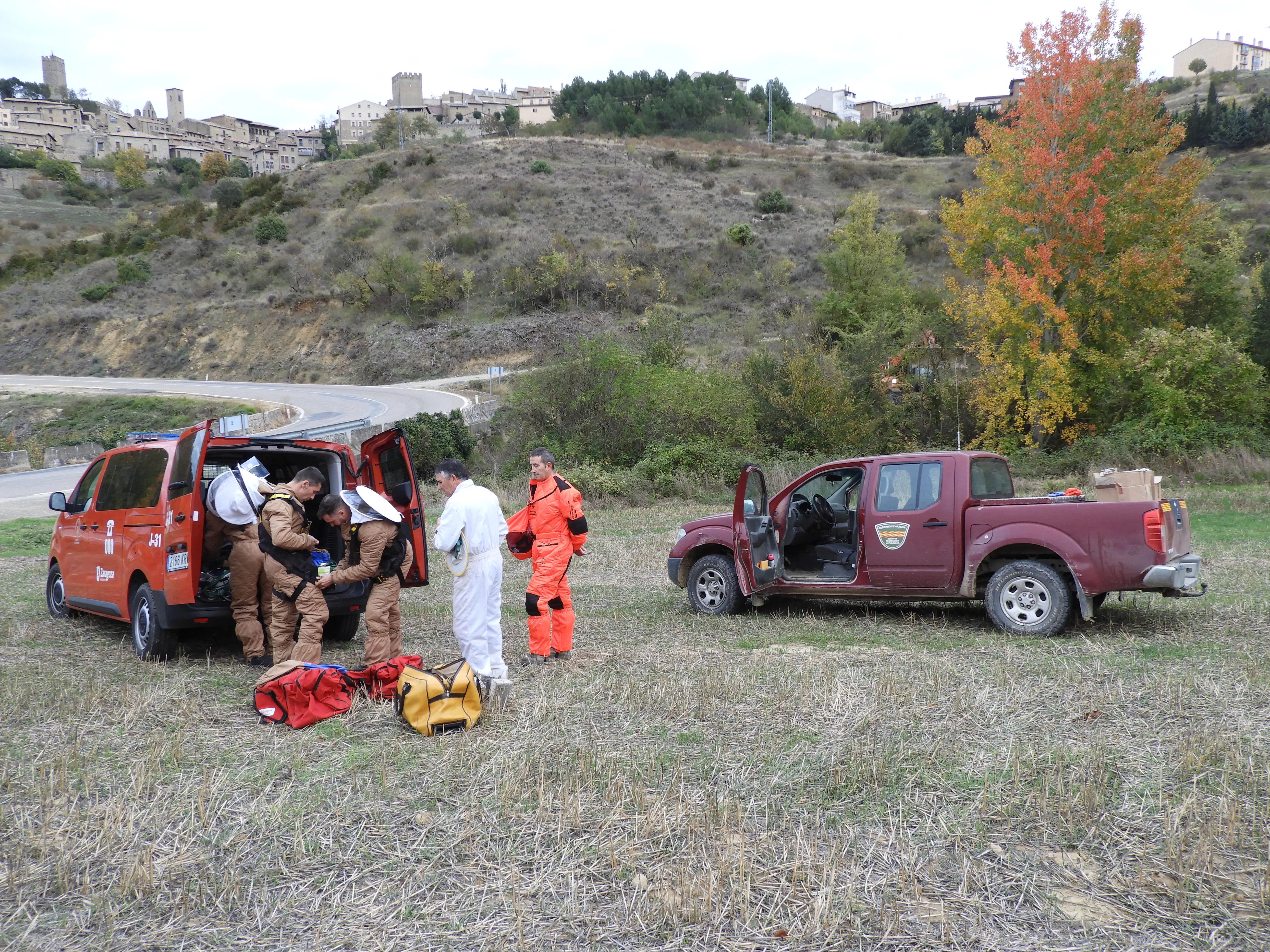 Operativo para retirar un nido de avispa asiática en Aragón.