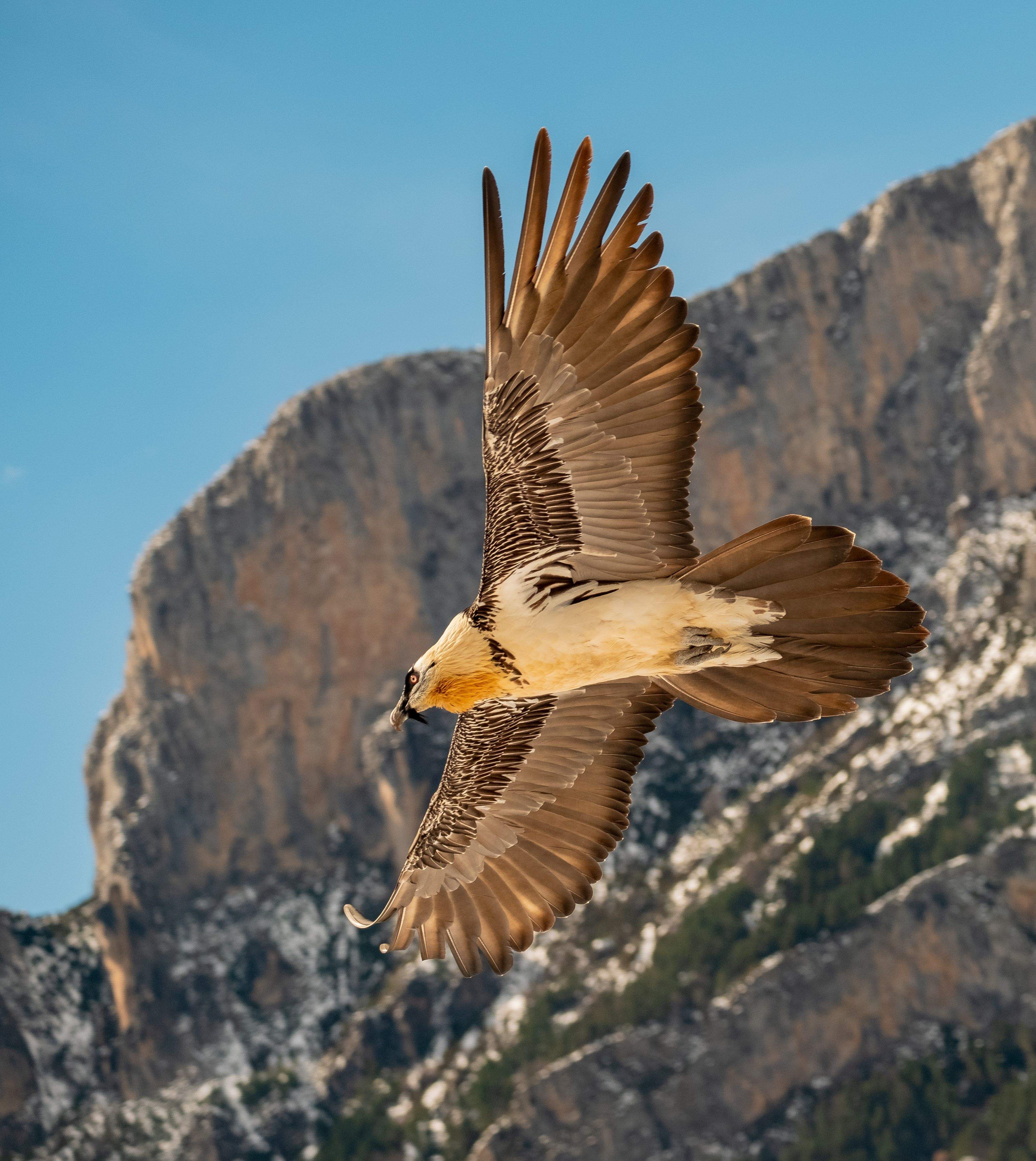 Quebrantahuesos en un majestuoso vuelo