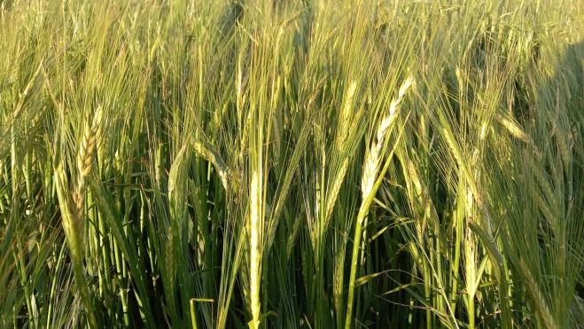 Campo de Sodeto tras el pedrisco. Campo de Sodeto tras el pedrisco.