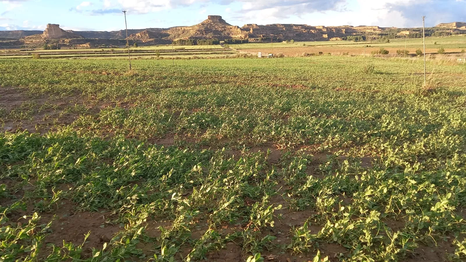 Guisante verde en el monte de Gabarda en Sodeto triturado por el pedrisco.