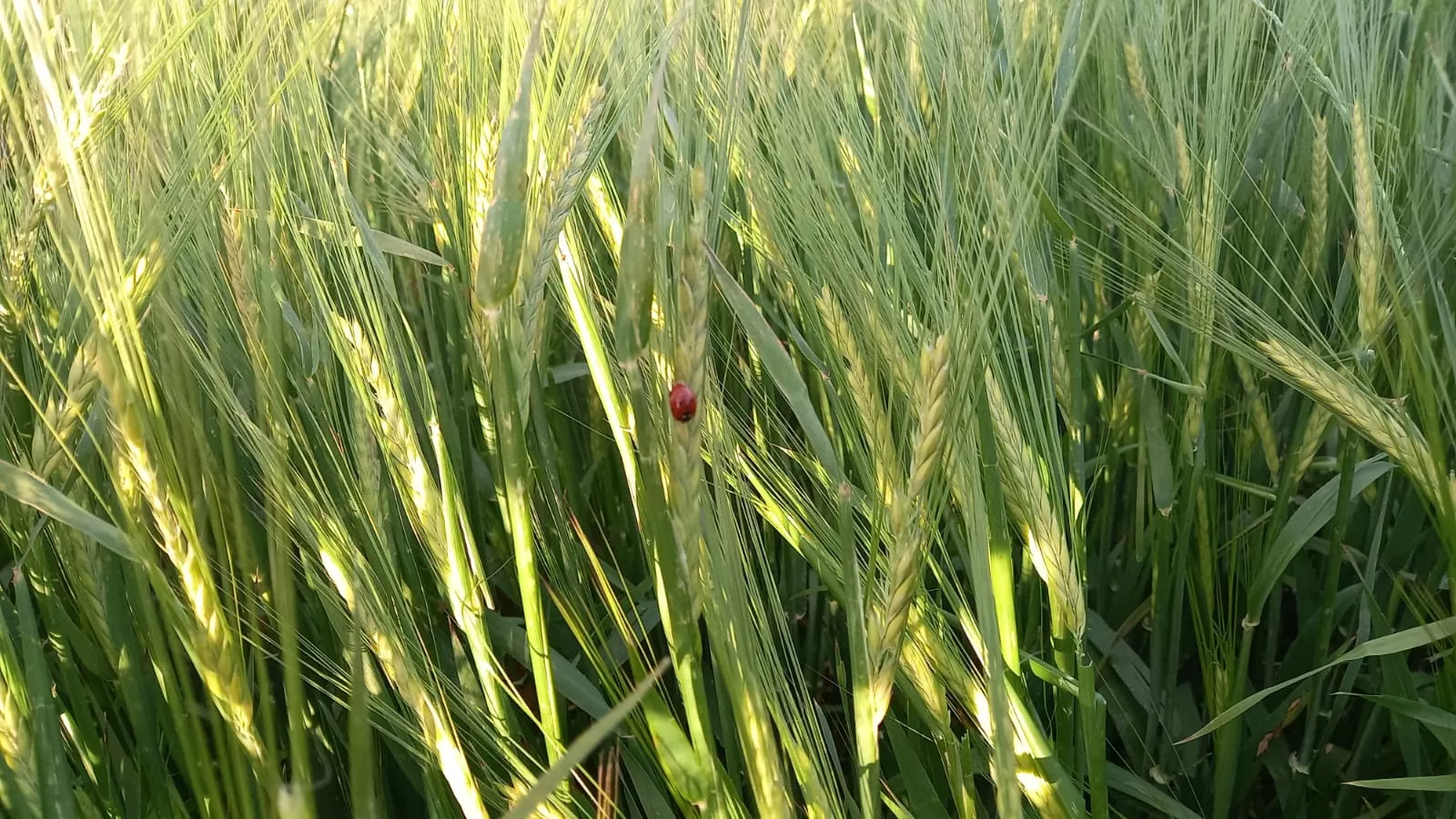 Campo afectados por el pedrisco en Sodeto.