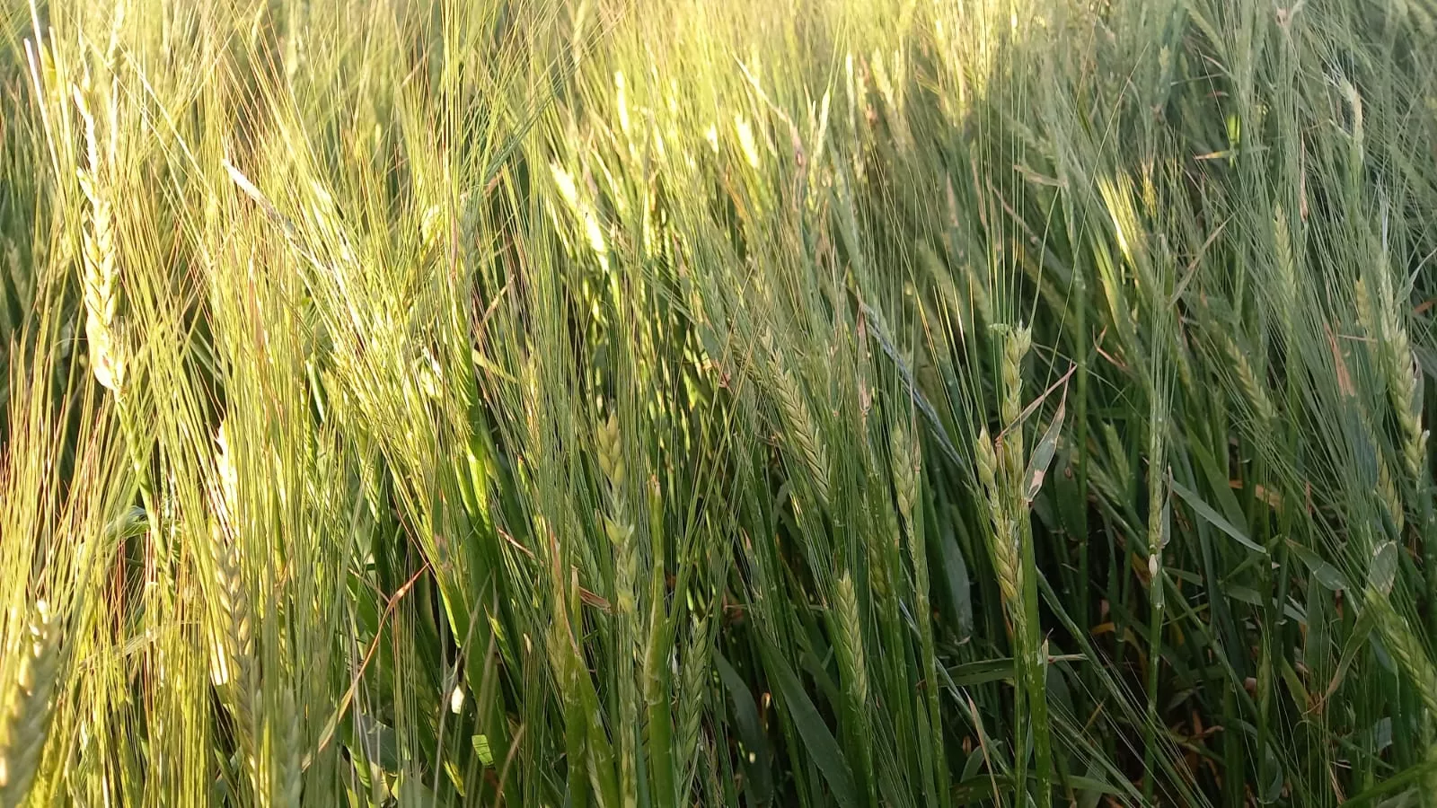 Campo afectados por el pedrisco en Sodeto.