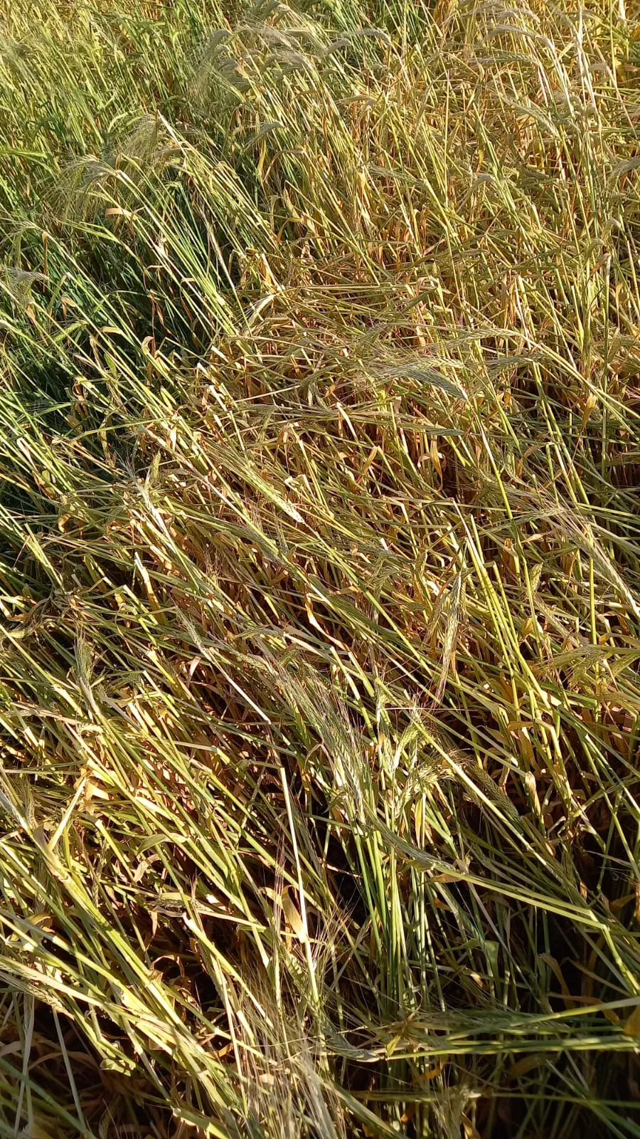 Efectos del granizo registrado este sábado en Los Monegros.