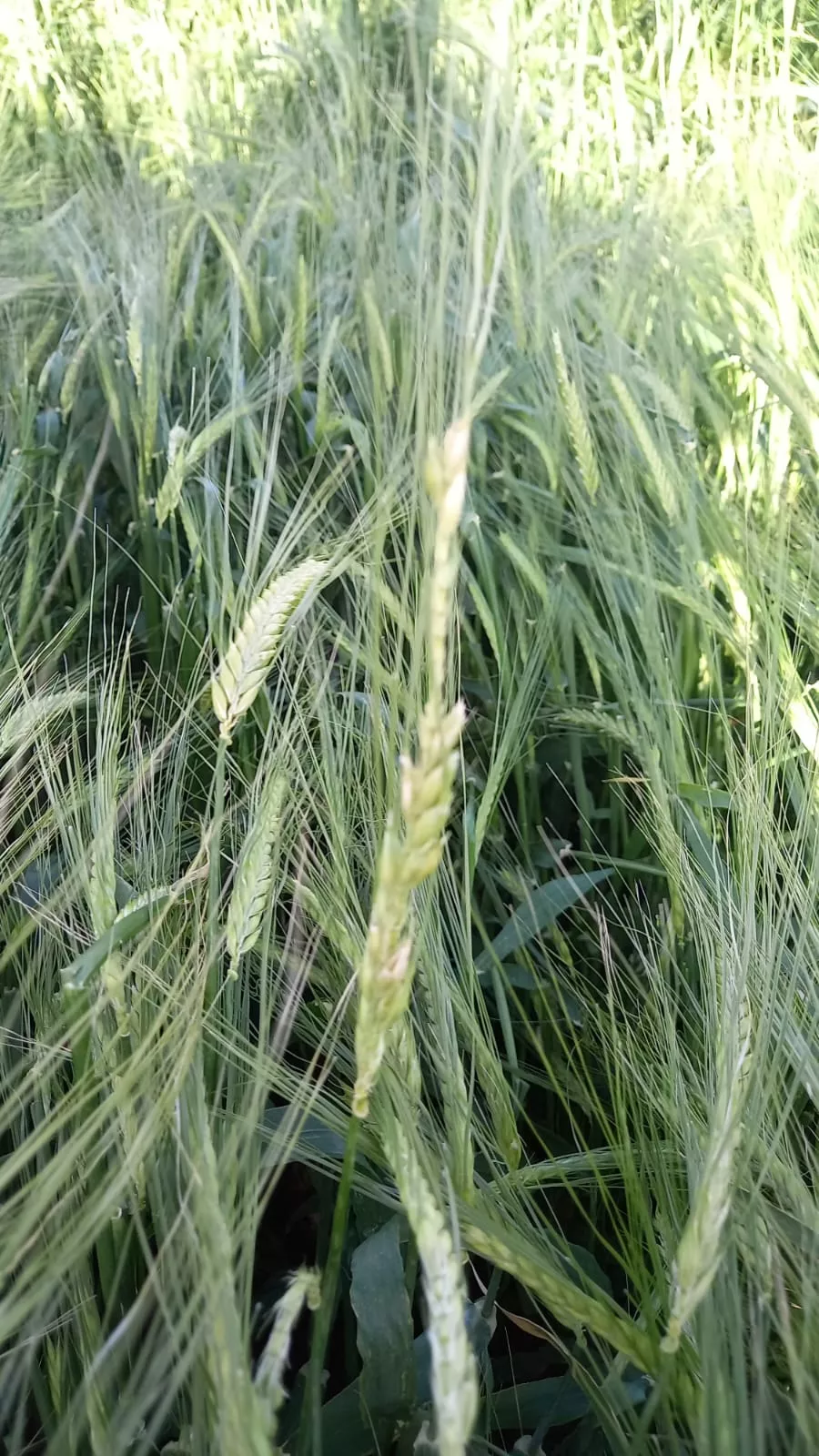 Efectos del granizo registrado este sábado en Los Monegros.