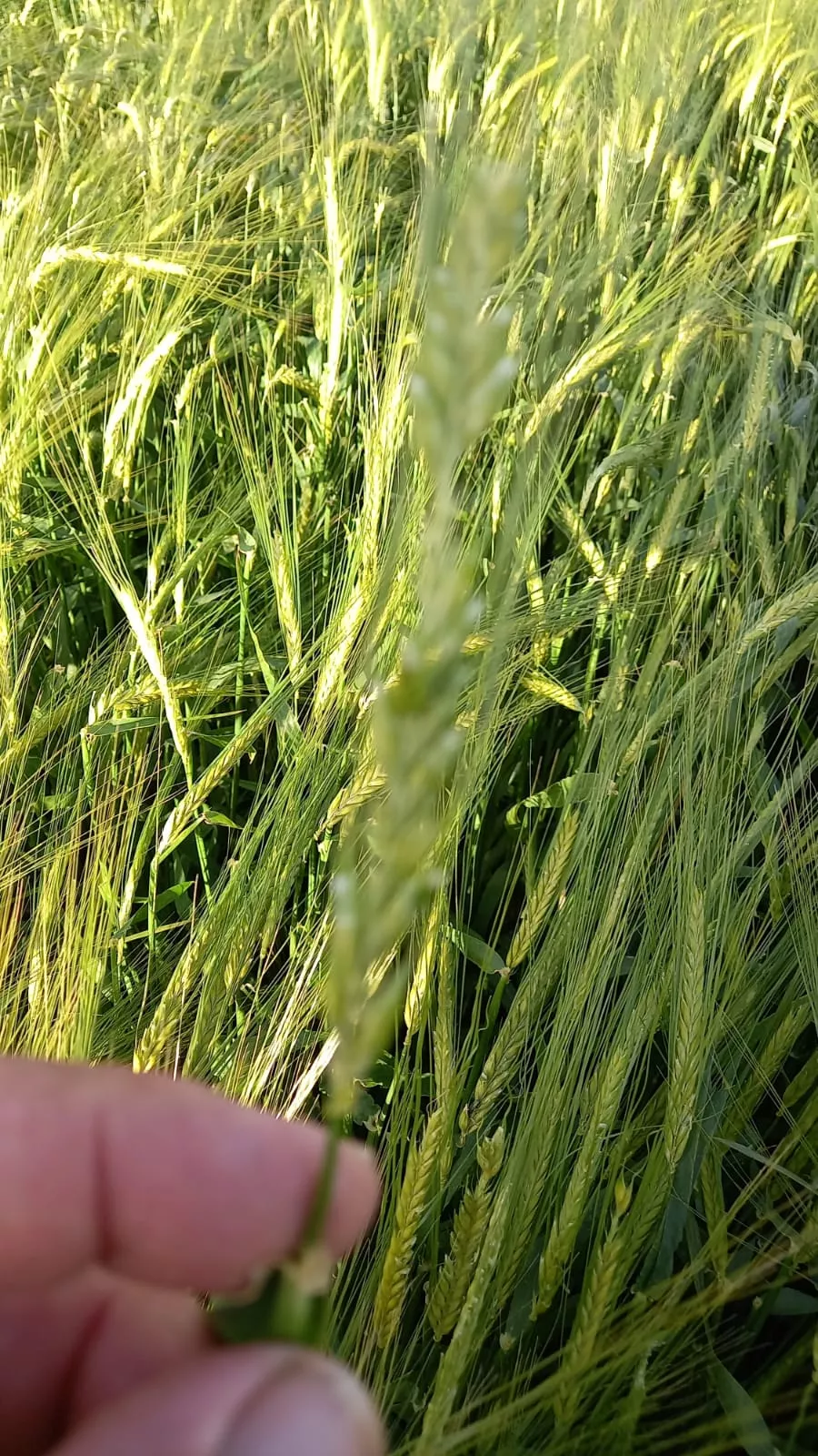 Efectos del granizo registrado este sábado en Los Monegros.