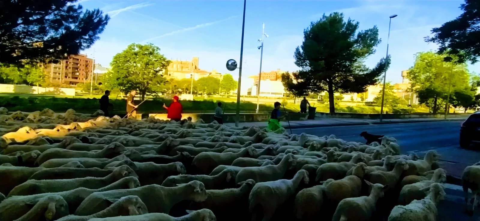 Paso por Huesca del primer rebaño de ovejas de trashumancia de la temporada. Foto Joaquín Santafé