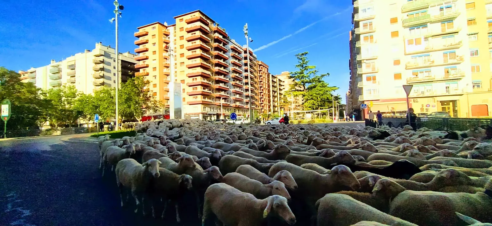 Paso por Huesca del primer rebaño de ovejas de trashumancia de la temporada. Foto Joaquín Santafé