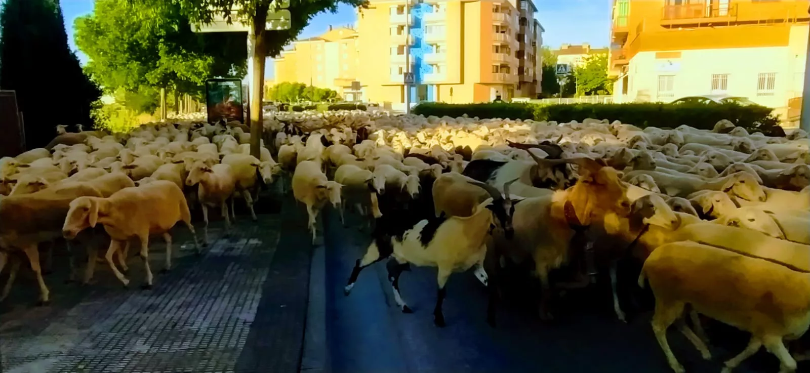 Paso por Huesca del primer rebaño de ovejas de trashumancia de la temporada. Foto Joaquín Santafé
