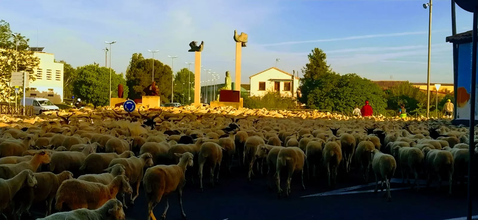 Paso por Huesca del primer rebaño de ovejas de trashumancia de la temporada. Foto Joaquín Santafé