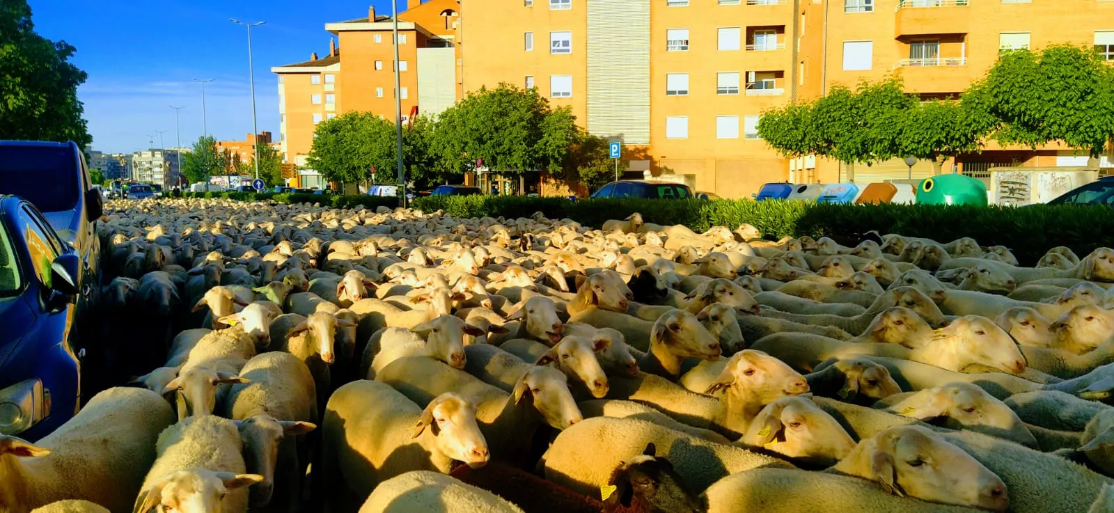Paso por Huesca del primer rebaño de ovejas de trashumancia de la temporada. Foto Joaquín Santafé