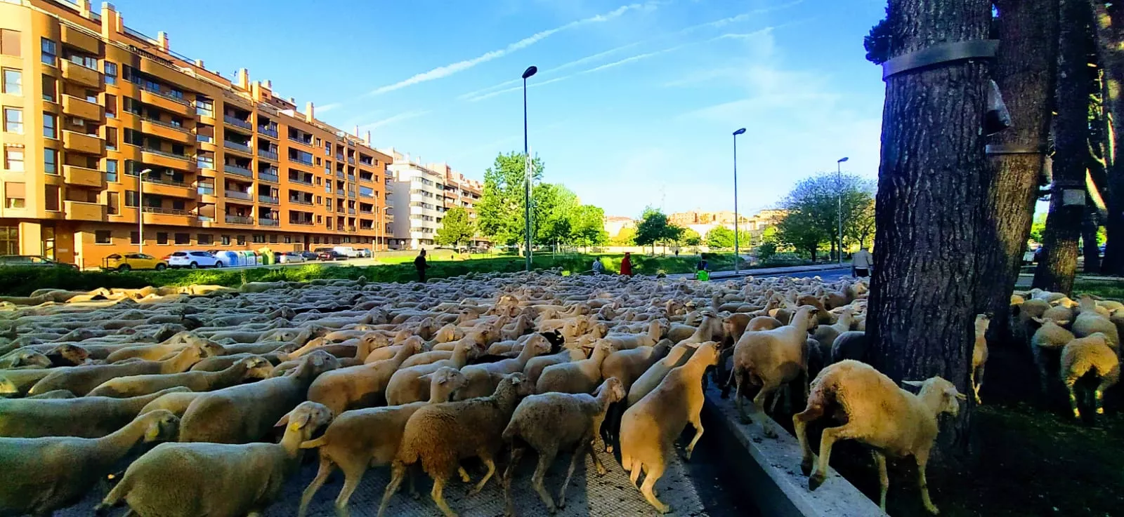 Paso por Huesca de un rebaño de ovejas de trashumancia. Foto Joaquín Santafé