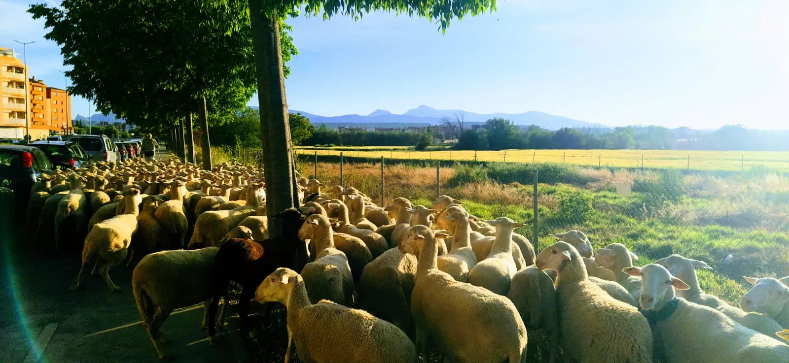 Paso por Huesca del primer rebaño de ovejas de trashumancia de la temporada. Foto Joaquín Santafé