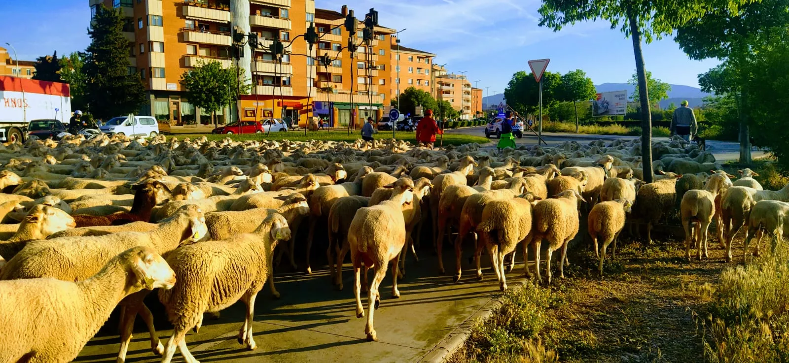 Paso por Huesca del primer rebaño de ovejas de trashumancia de la temporada. Foto Joaquín Santafé