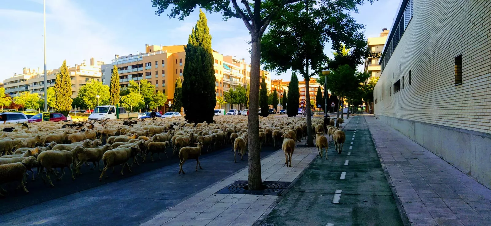 Paso por Huesca del primer rebaño de ovejas de trashumancia de la temporada. Foto Joaquín Santafé