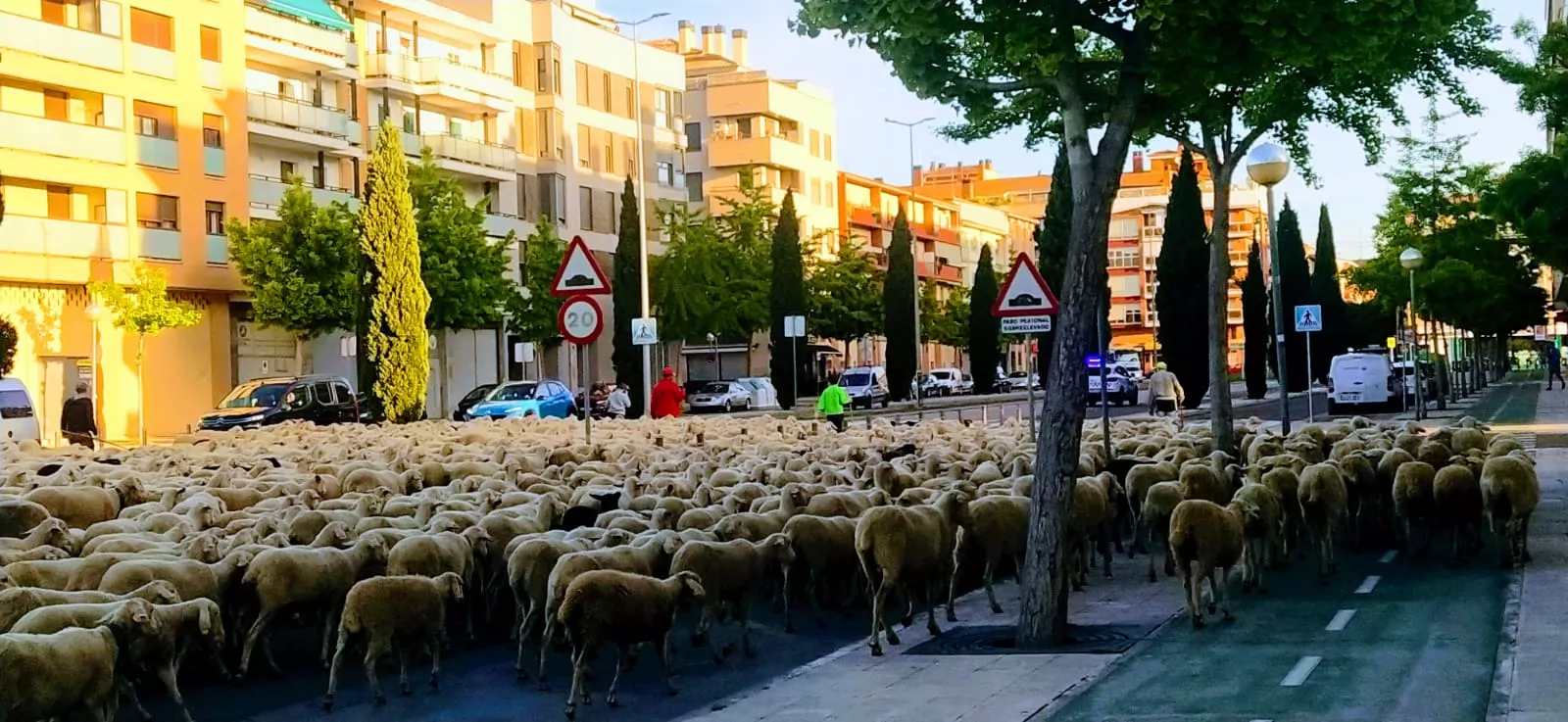 Paso por Huesca del primer rebaño de ovejas de trashumancia de la temporada. Foto Joaquín Santafé