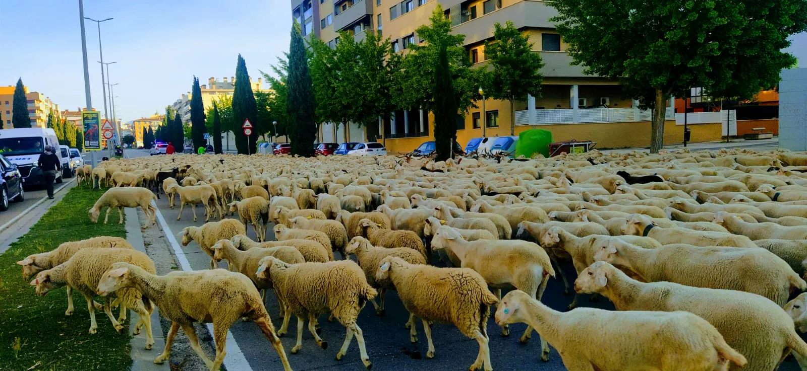 Paso por Huesca del primer rebaño de ovejas de trashumancia de la temporada. Foto Joaquín Santafé