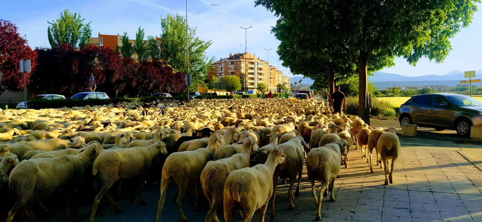 Paso por Huesca del primer rebaño de ovejas de trashumancia de la temporada. Foto Joaquín Santafé