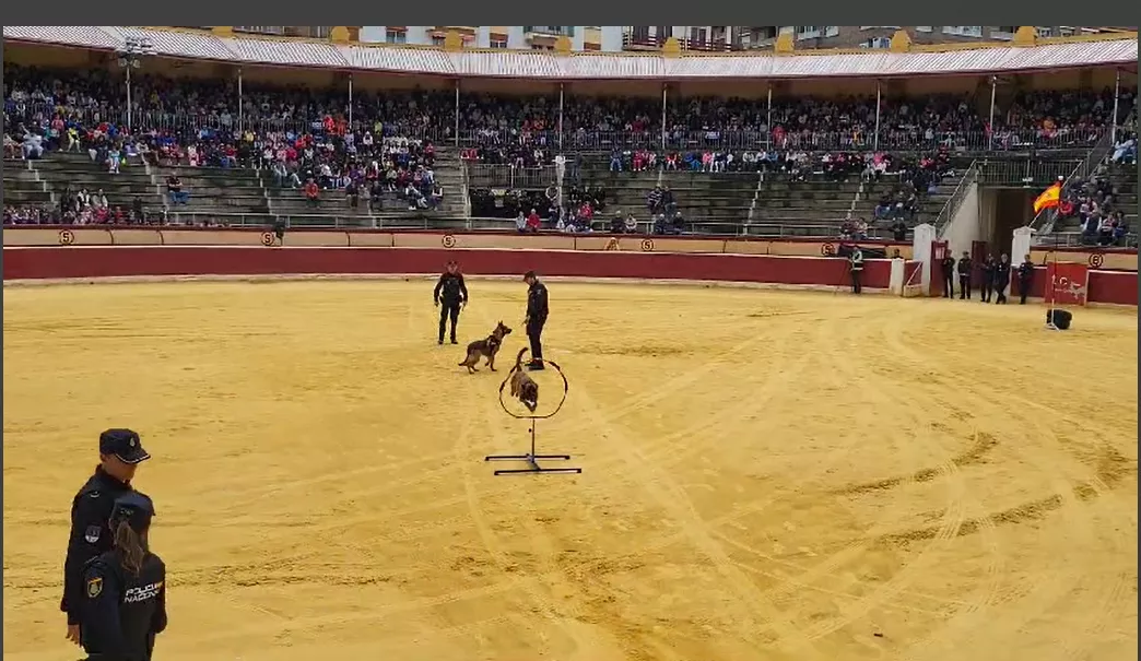 Exhibición de la Policía Local ante escolares de Huesca en la plaza de toros. Foto Mercedes Manterola