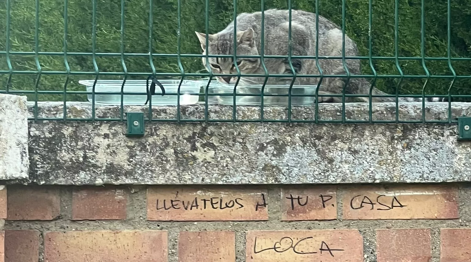 Pintada amenazante a la protectora Salvando Huellas en Pasaje Lucero