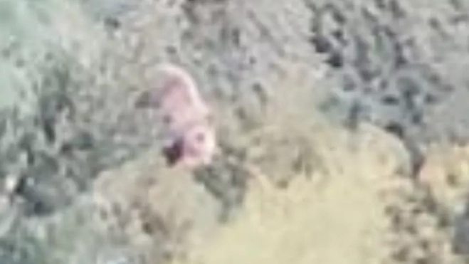 Imagen del oso tomada en Sallent de Gállego. Imagen del oso tomada en Sallent de Gállego.