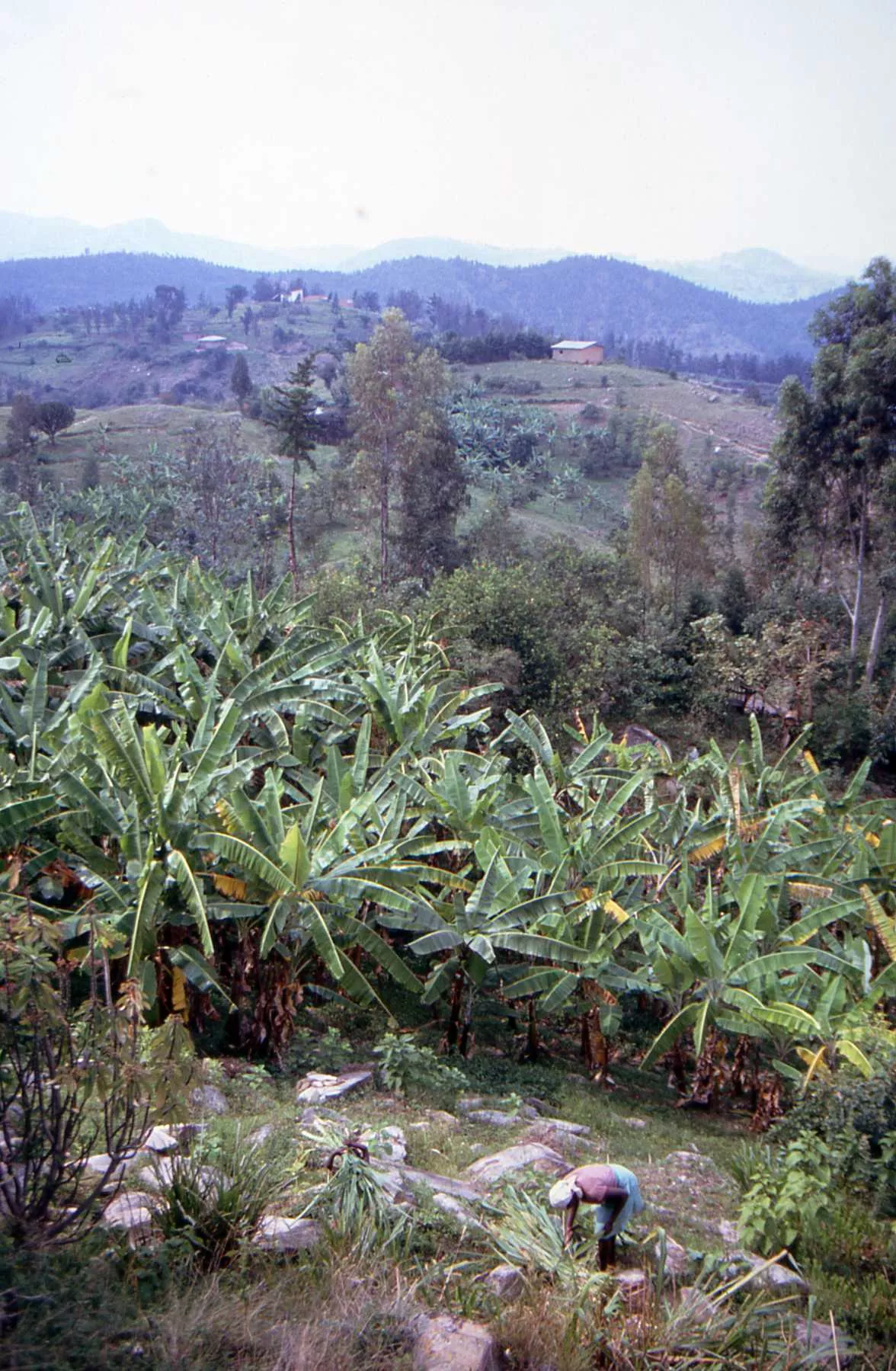 Marco Pascual en Ruanda