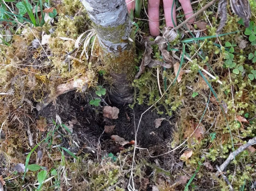 Roban en Ordesa tres ejemplares de la orquídea zapatito de dama.