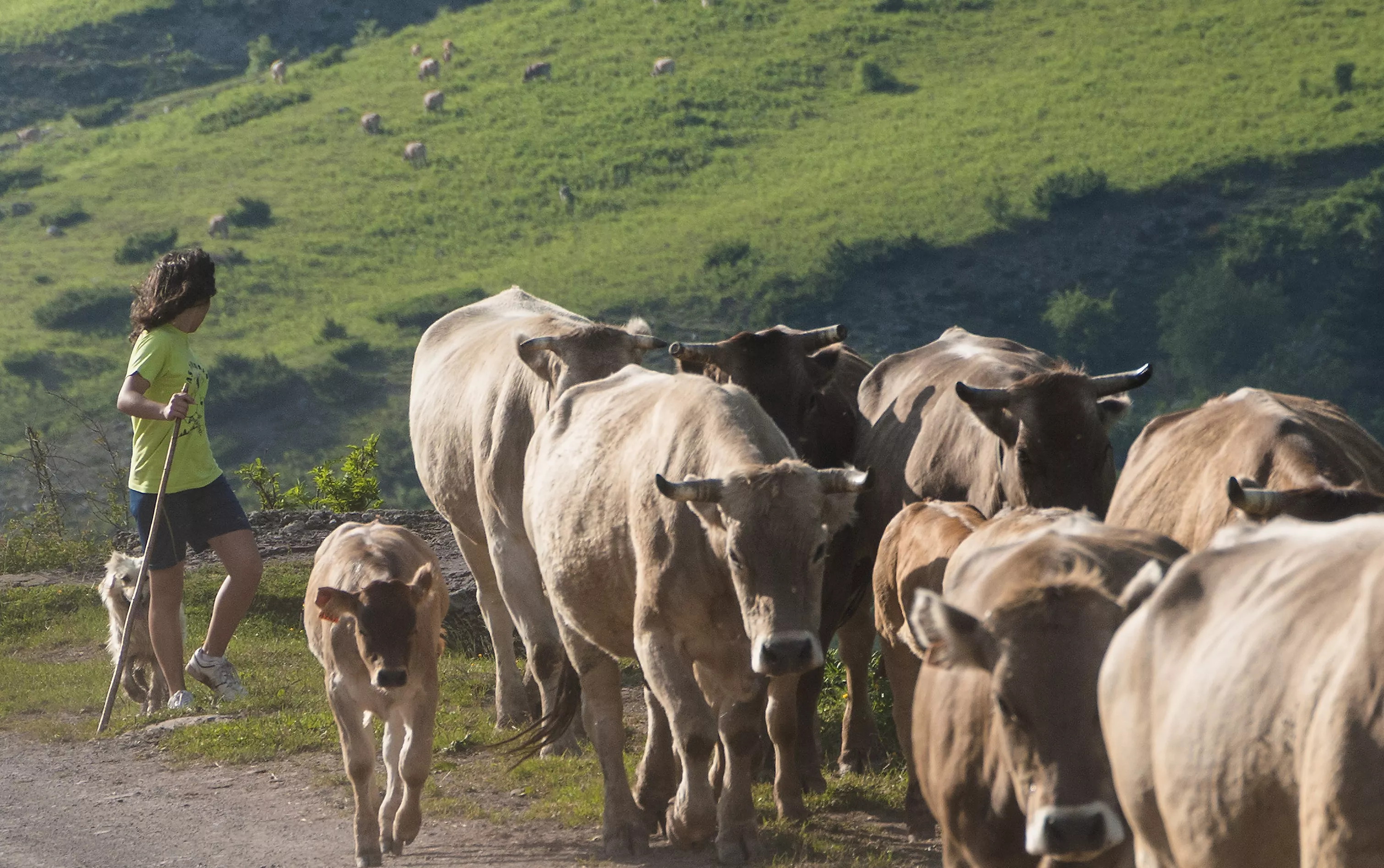 Ganadería extensiva en Laspaules (Sergio Padura)