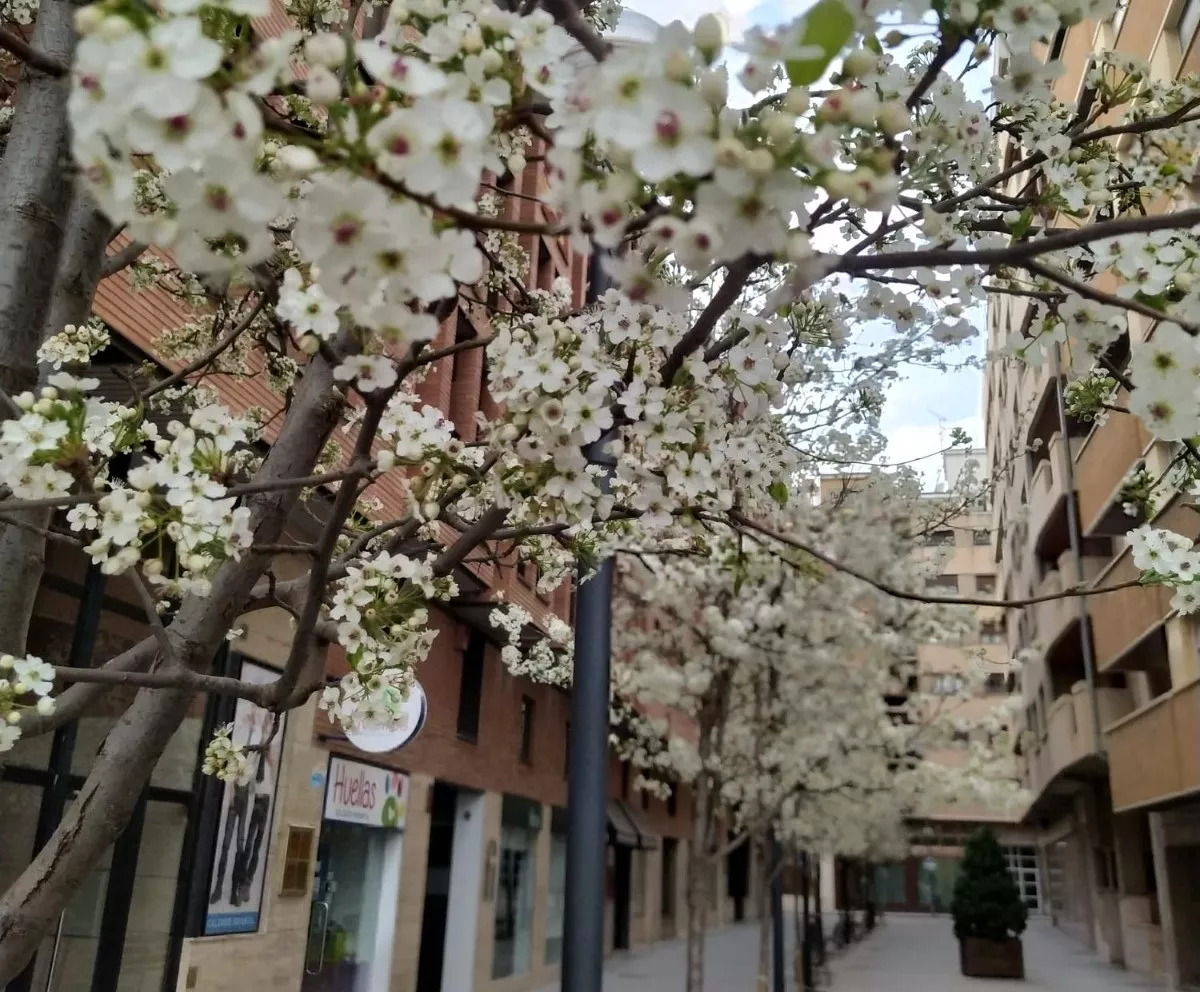 Huesca lanza un concurso de fotografía por Instagram sobre naturaleza urbana.