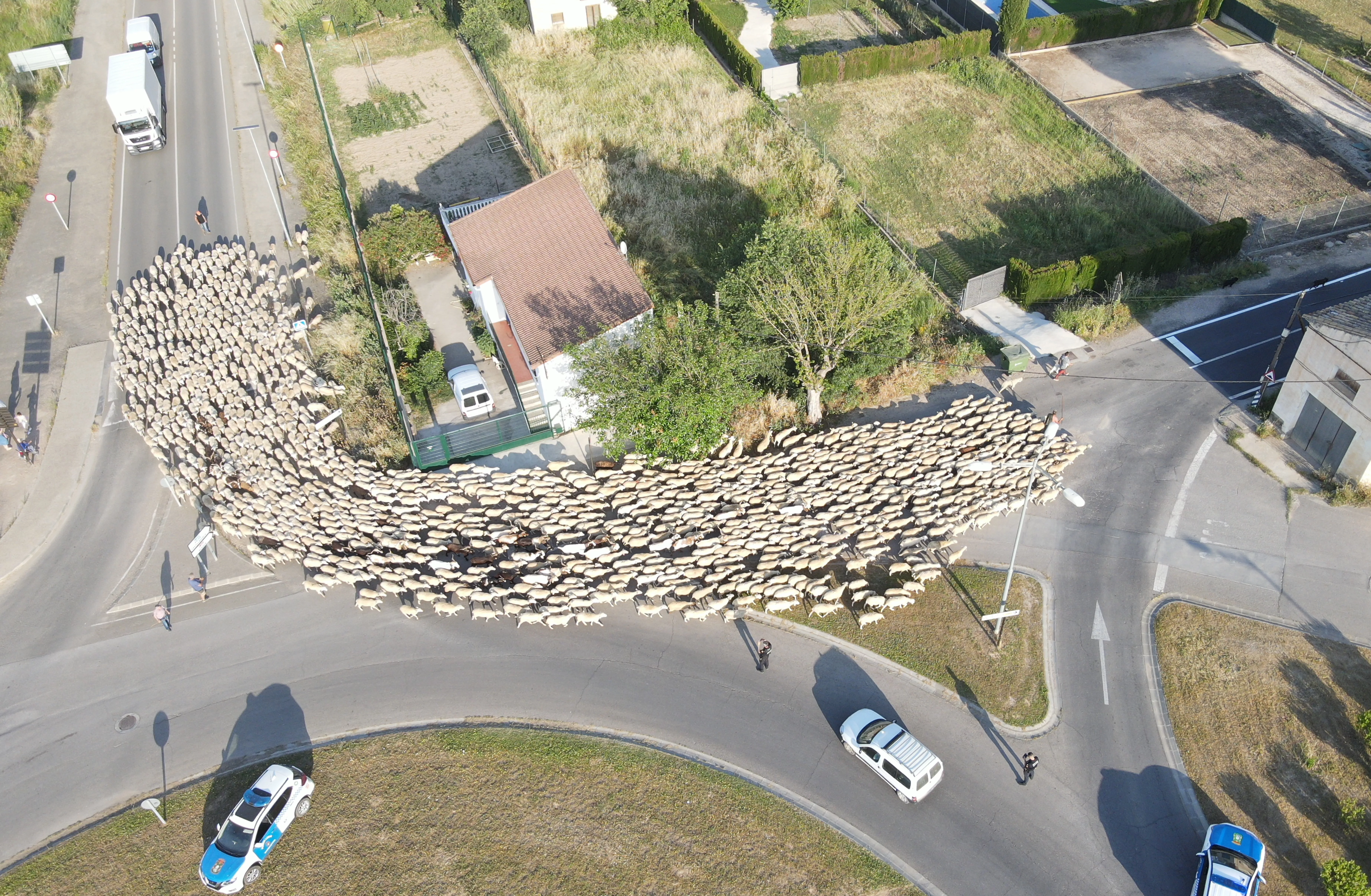 Trashumancia a su paso por Barbastro esta mañana