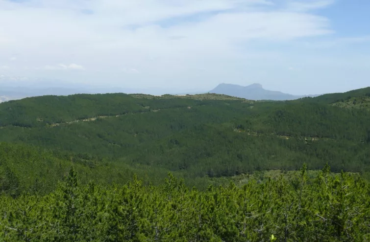 El Plan de Reforestación prevé plantar dos millones de árboles.