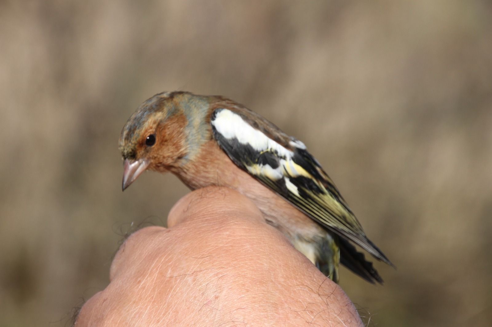 Anillamiento de aves en la Laguna de Sariñena. Foto Carlos Neofato