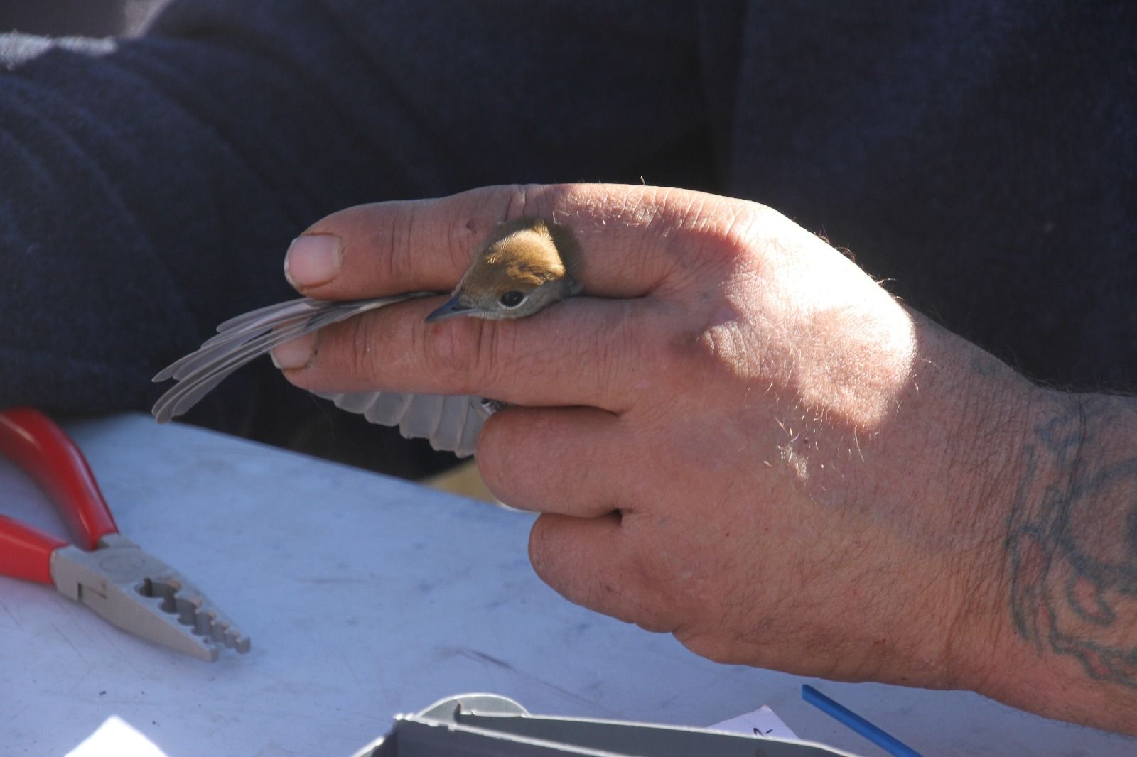 Anillamiento de aves en la Laguna de Sariñena. Foto Carlos Neofato 