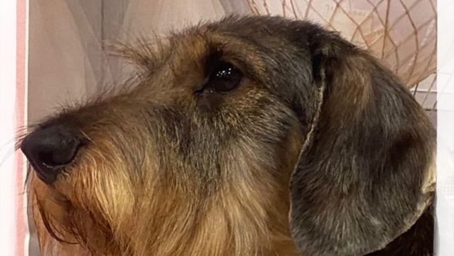 Danzante del Señorío de Puchil Danzante del Señorío de Puchil