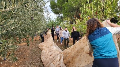 Alumnos y personal de la Escuela Politécnica realizan la tradicional recogida de la cosecha de su olivar 
