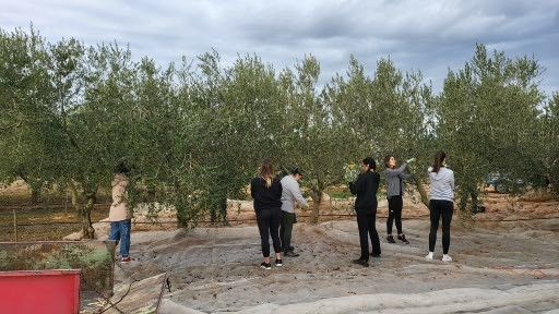 Trabajos para la recogida en el olivar de la Politécnica