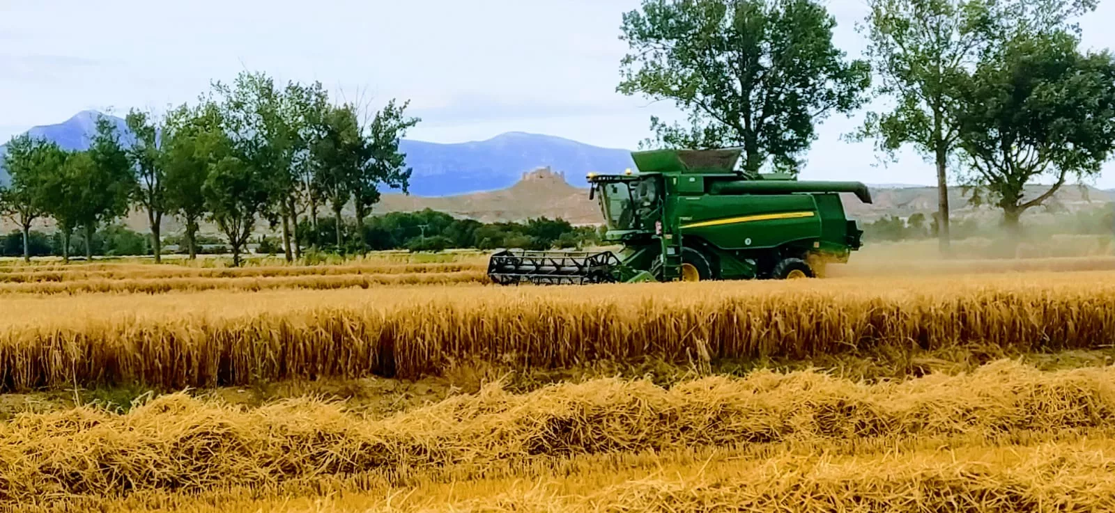 Campo de cereal, sector con buen balance de UAGA. Foto: Joaquín Santafé