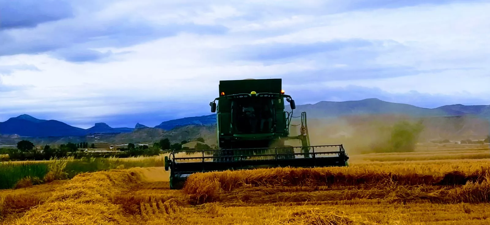 La cosecha de cereal puede ser histórica con 1,2 millones de toneladas en Huesca. Foto: Joaquín Santafé